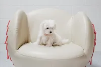 Murray, a male Maltese for sale in Le Claire, IA – Photo 2 of 5