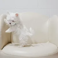 Mike, a male Maltese for sale in Le Claire, IA – Photo 3 of 5