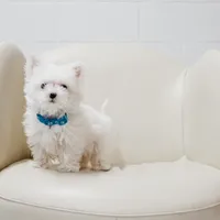 Mike, a male Maltese for sale in Le Claire, IA – Photo 4 of 5