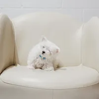 Mike, a male Maltese for sale in Le Claire, IA – Photo 1 of 5