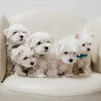 Mike, a male Maltese for sale in Le Claire, IA – Photo 2 of 5