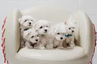 processed/25fc0c66-614a-477f-8d82-cfb5c45465c9/listing/933bd0e9-7f9e-43e1-8aa9-1538ac2541c4/f35802ec-d7cd-4868-b838-7c09aa8732c4