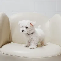 Dustin, a male Maltese for sale in Le Claire, IA – Photo 2 of 4