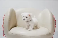 Dustin, a male Maltese for sale in Le Claire, IA – Photo 2 of 4