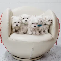 Dustin, a male Maltese for sale in Le Claire, IA – Photo 3 of 4