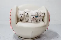 Dustin, a male Maltese for sale in Le Claire, IA – Photo 3 of 4