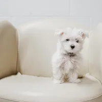 Dustin, a male Maltese for sale in Le Claire, IA – Photo 1 of 4