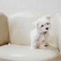 Dustin, a male Maltese for sale in Le Claire, IA – Photo 4 of 4