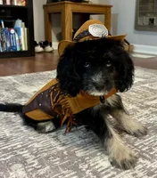 Western1, a male Cocker Spaniel and Poodle - Toy  for sale in Athens, AL – 2 of 3