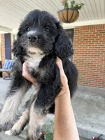 Pup1, a male Cocker Spaniel and Poodle - Toy  for sale in Athens, AL – 3 of 4