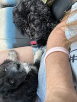 SweetBoy, a male Cocker Spaniel and Poodle - Toy  for sale in Athens, AL – 5 of 5