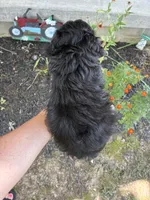 Pup1, a male Cocker Spaniel and Poodle - Toy  for sale in Athens, AL – 2 of 4