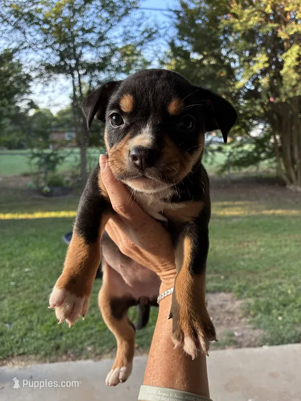 Dolly – American Pit Bull Terrier, Chihuahua puppy for sale in Athens, AL