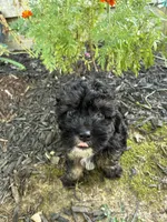 GoodBoy, a male Cocker Spaniel and Poodle - Toy  for sale in Athens, AL – 3 of 4