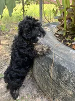 GoodBoy, a male Cocker Spaniel and Poodle - Toy  for sale in Athens, AL – 2 of 4