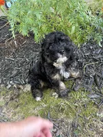 GoodBoy, a male Cocker Spaniel and Poodle - Toy  for sale in Athens, AL – 4 of 4