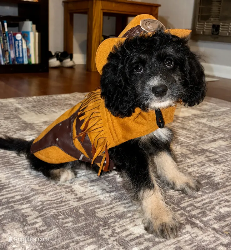 Western1 – Cocker Spaniel, Poodle - Toy  puppy for sale in Athens, AL