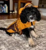 Western1, a male Cocker Spaniel and Poodle - Toy  for sale in Athens, AL – 1 of 3