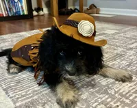 Western1, a male Cocker Spaniel and Poodle - Toy  for sale in Athens, AL – 3 of 3