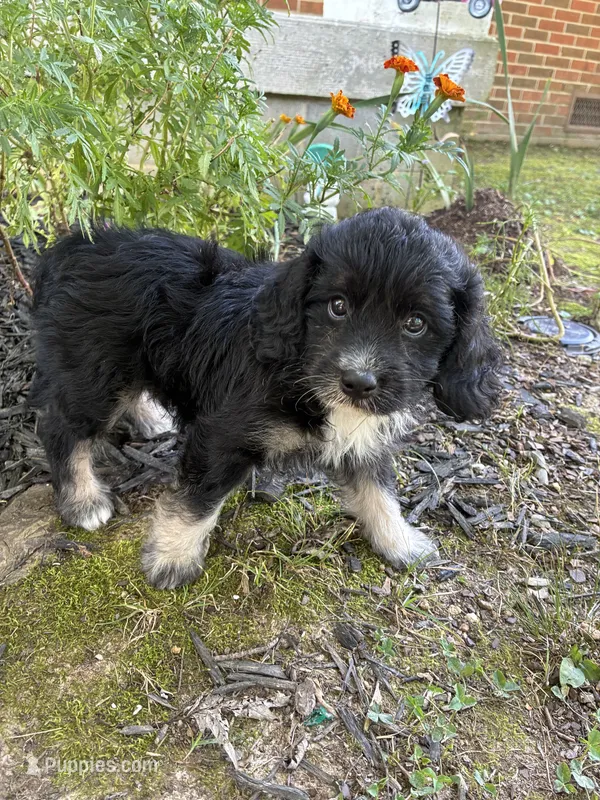 SweetBoy – Cocker Spaniel, Poodle - Toy  puppy for sale in Athens, AL