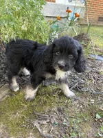 Pup1, a male Cocker Spaniel and Poodle - Toy  for sale in Athens, AL – 4 of 4