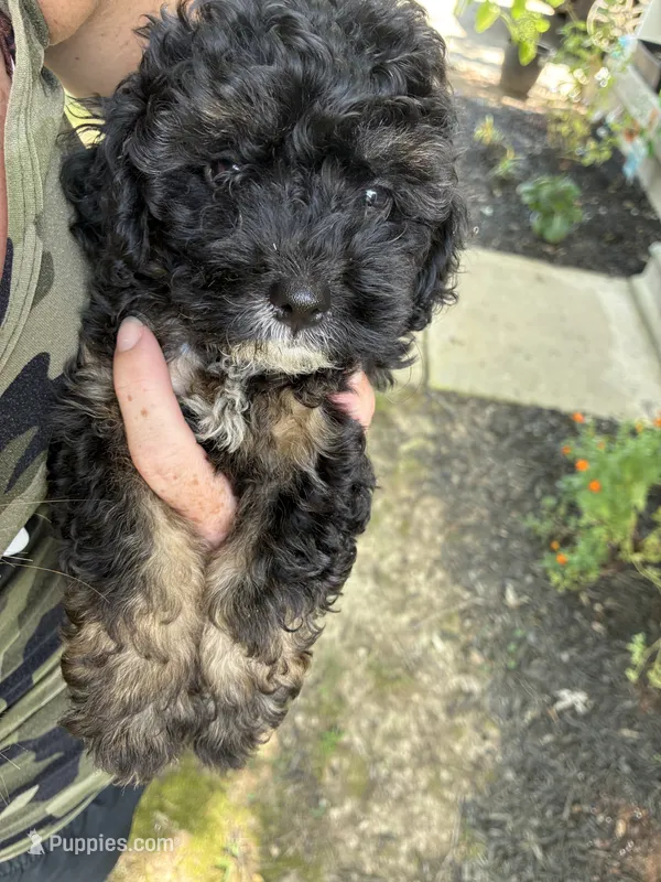 GoodBoy – Cocker Spaniel, Poodle - Toy  puppy for sale in Athens, AL