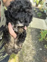 GoodBoy, a male Cocker Spaniel and Poodle - Toy  for sale in Athens, AL – 1 of 4