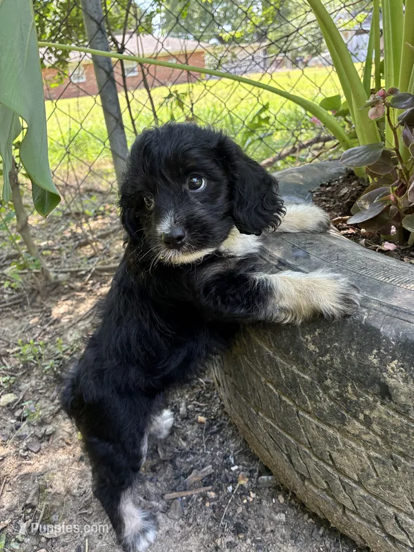 Pup1 – Cocker Spaniel, Poodle - Toy  puppy for sale in Athens, AL