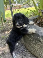 Pup1, a male Cocker Spaniel and Poodle - Toy  for sale in Athens, AL – 1 of 4