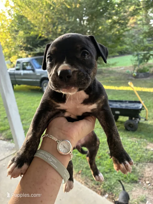 Dottie – American Pit Bull Terrier, Chihuahua puppy for sale in Athens, AL