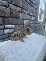 Otto, a male Cavapoo for sale in Millersburg, OH – 4 of 4