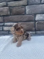 Prince, a male Cavapoo for sale in Millersburg, OH – 2 of 3