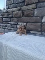 Otto, a male Cavapoo for sale in Millersburg, OH – 2 of 4