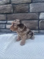 Prince, a male Cavapoo for sale in Millersburg, OH – 3 of 3