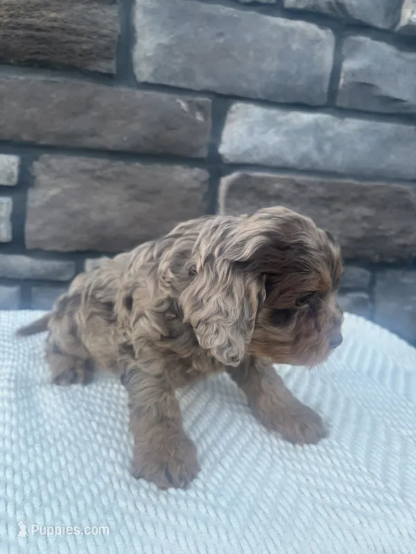 Prince, a male Cavapoo for sale in Millersburg, OH – 1 of 3