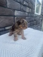 Hazel, a female Cavapoo for sale in Millersburg, OH – 5 of 5