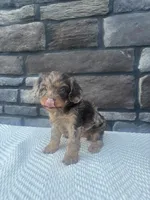 Hazel, a female Cavapoo for sale in Millersburg, OH – 3 of 5