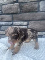 Hazel, a female Cavapoo for sale in Millersburg, OH – 2 of 5