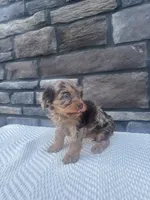 Hazel, a female Cavapoo for sale in Millersburg, OH – 4 of 5