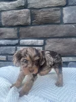 Hazel, a female Cavapoo for sale in Millersburg, OH – 1 of 5