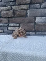 Otto, a male Cavapoo for sale in Millersburg, OH – 3 of 4