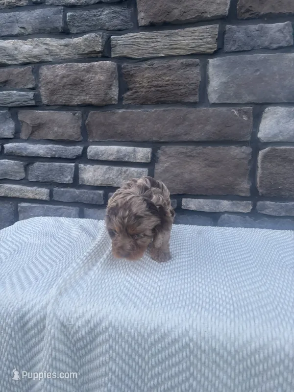 Otto – Cavapoo puppy for sale in Millersburg, OH