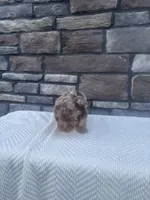 Otto, a male Cavapoo for sale in Millersburg, OH – 1 of 4