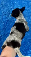 Blue female 2, a female Australian Cattle Dog for sale in Williston, FL – Photo 3 of 3