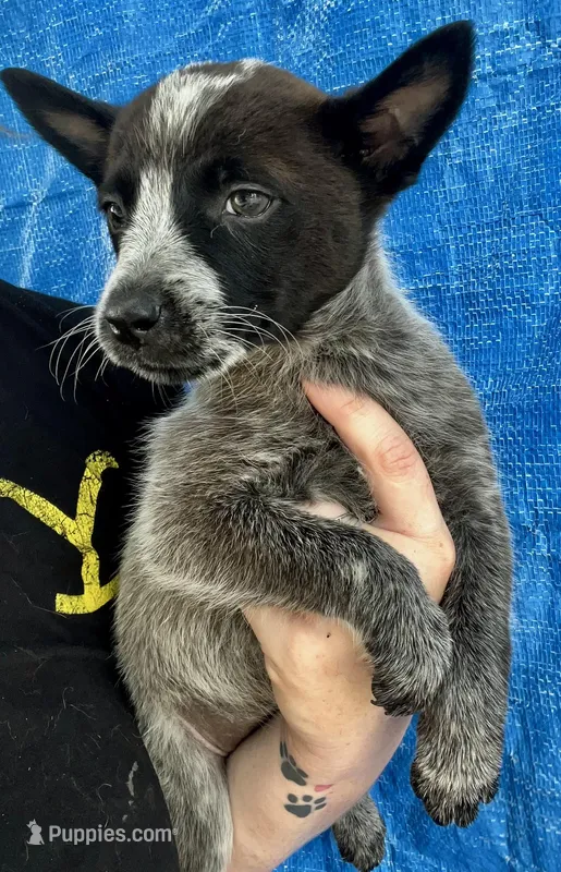 Blue female 2 – Australian Cattle Dog puppy for sale in Williston, FL