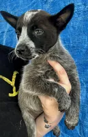 Blue female 2, a female Australian Cattle Dog for sale in Williston, FL – Photo 1 of 3
