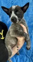 Blue female 2, a female Australian Cattle Dog for sale in Williston, FL – Photo 2 of 3