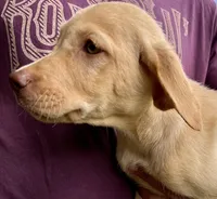 Labrador retriever puppy dudley nose , a male Labrador Retriever for sale in Williston, FL – 2 of 5
