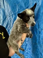 Blue male , a male Australian Cattle Dog for sale in Williston, FL – Photo 2 of 2