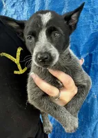 Blue female 3 , a female Australian Cattle Dog for sale in Williston, FL – Photo 3 of 5